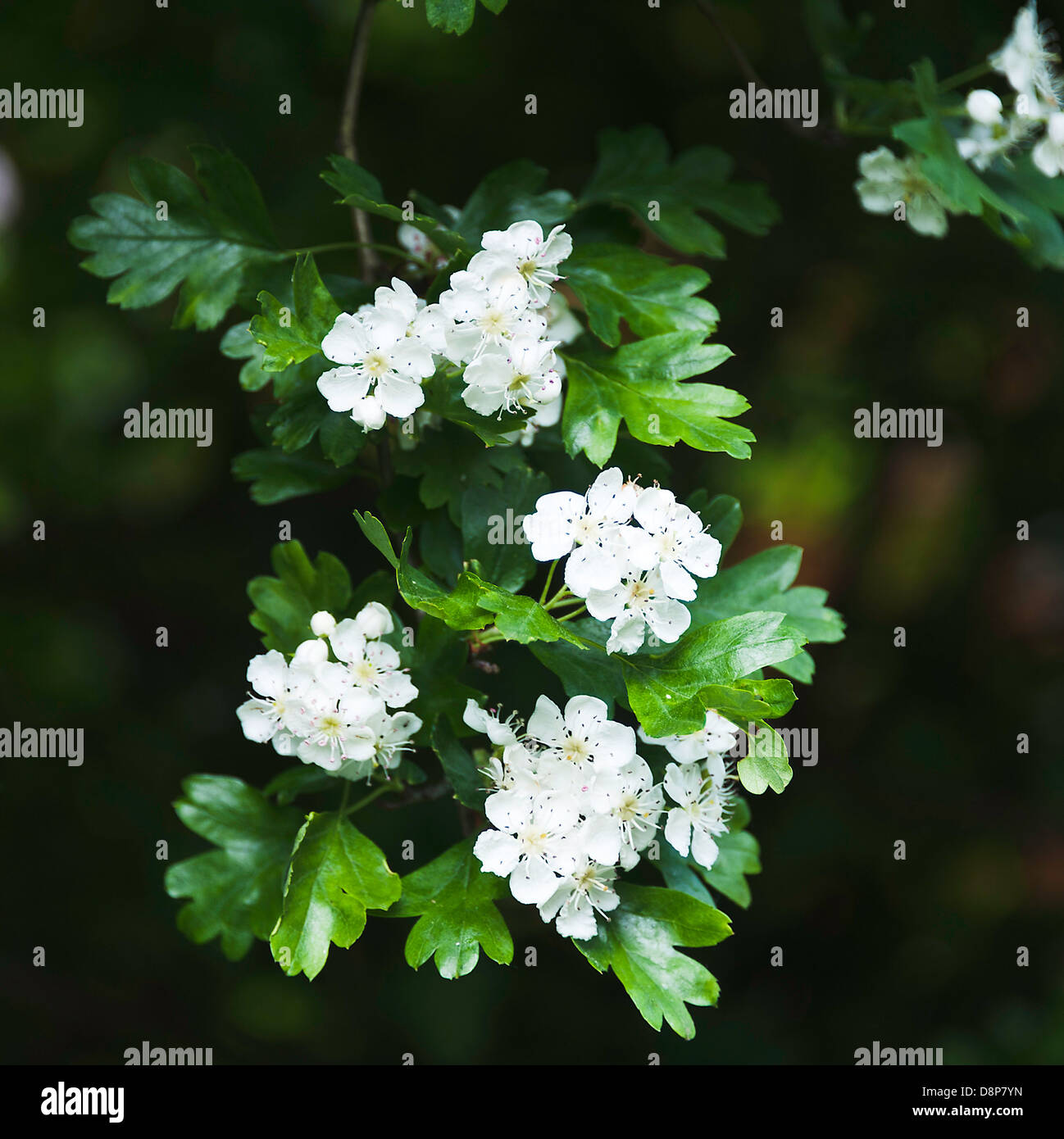 Weißer Weißdorn Blumen blühen in einer Hecke in eine Cheshire Garten Alsager England Vereinigtes Königreich UK Stockfoto