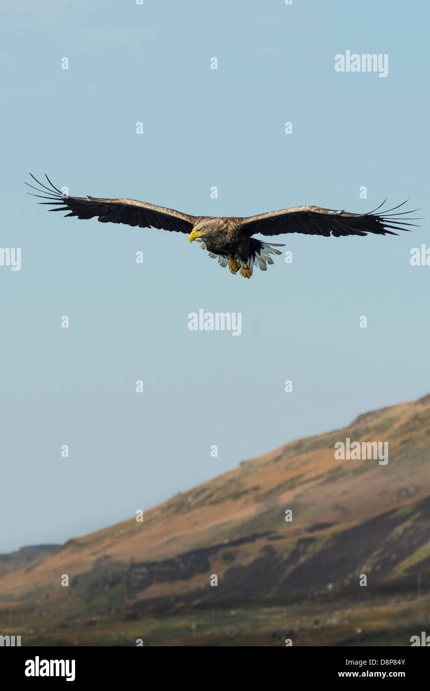 Ein White Tailed Seeadler Segelflug über einem schottischen Loch und Fische fangen Stockfoto