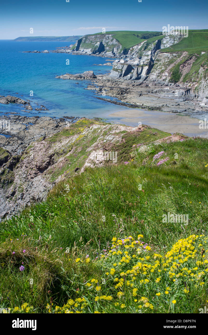 Blick von hohen Klippen mit wilden Blumen zu einer felsigen Bucht an einem Frühlingstag mit Teppichboden ausgelegt. Ayrmer Cove, South Hams, Devon. UK Stockfoto