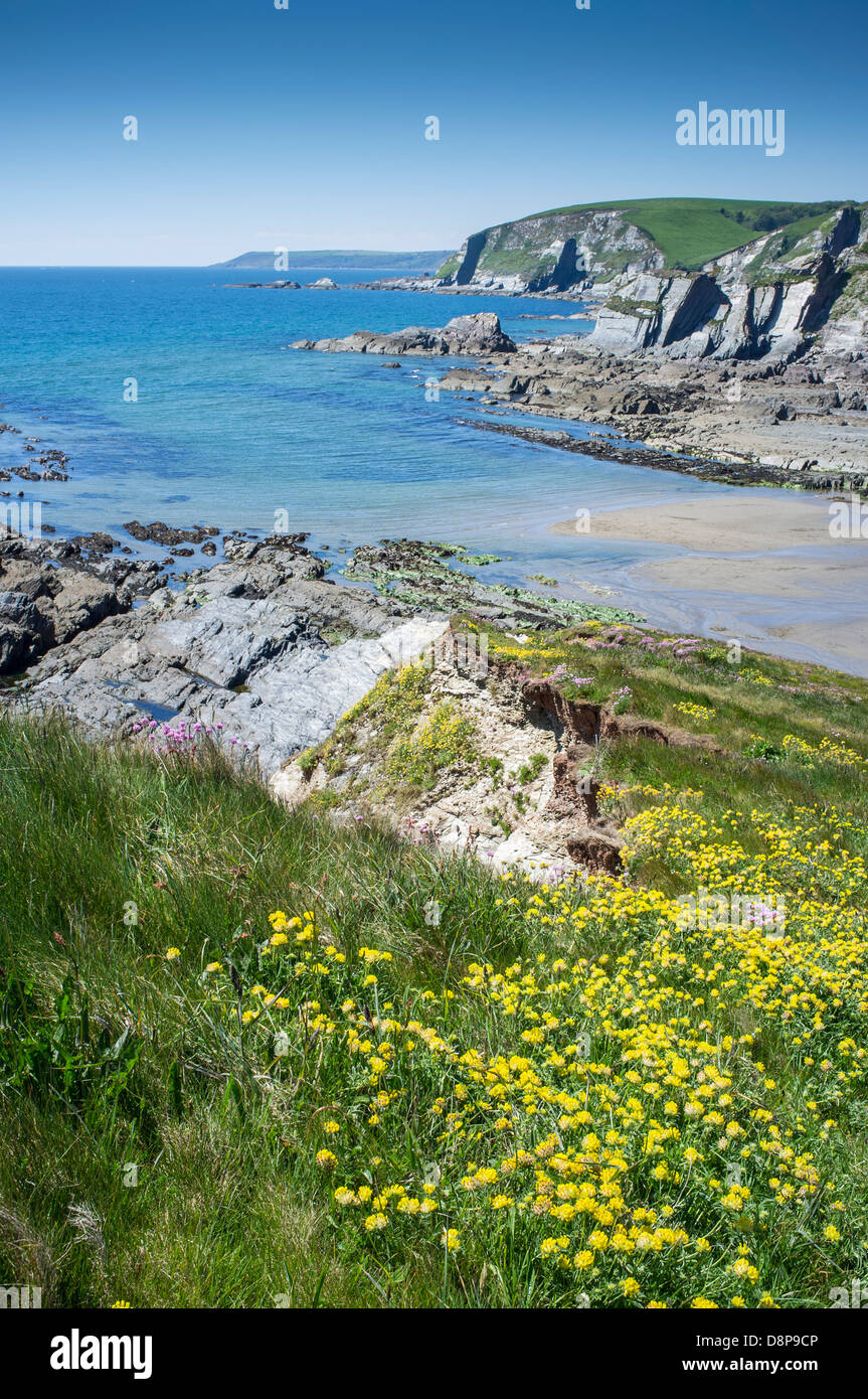 Blick von hohen Klippen mit wilden Blumen zu einer felsigen Bucht an einem Frühlingstag mit Teppichboden ausgelegt. Ayrmer Cove, South Hams, Devon. UK Stockfoto