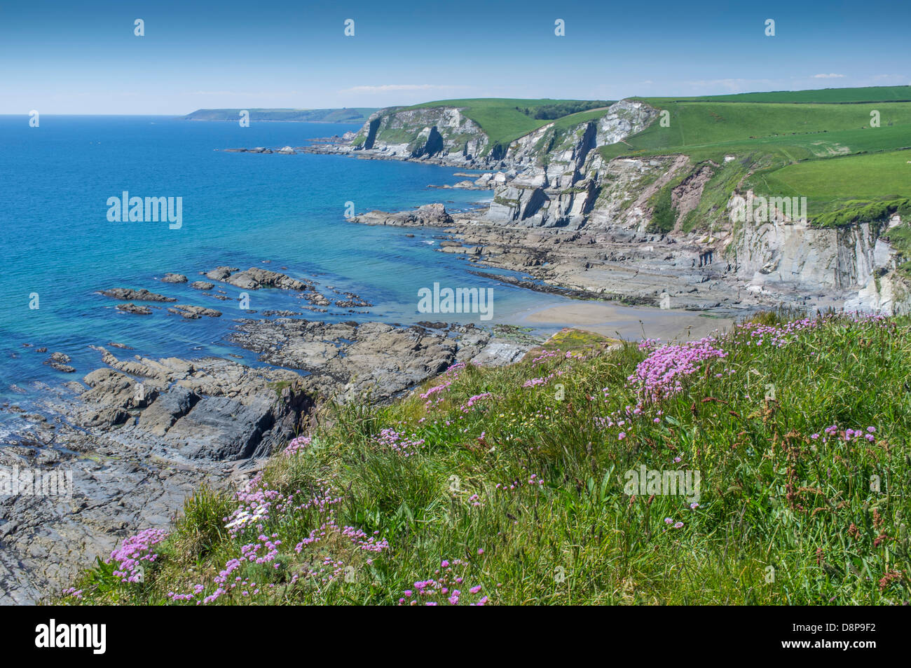 Blick von hohen Klippen mit wilden Blumen zu einer felsigen Bucht an einem Frühlingstag mit Teppichboden ausgelegt. Ayrmer Cove, South Hams, Devon. UK Stockfoto