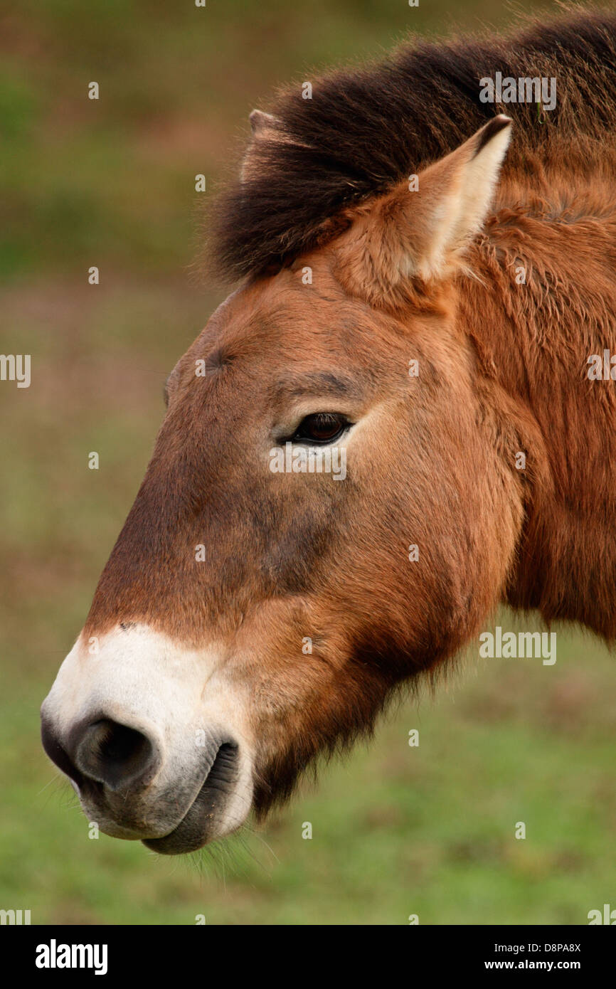 Przewalski Pferd in einem UK-Zoo. Stockfoto