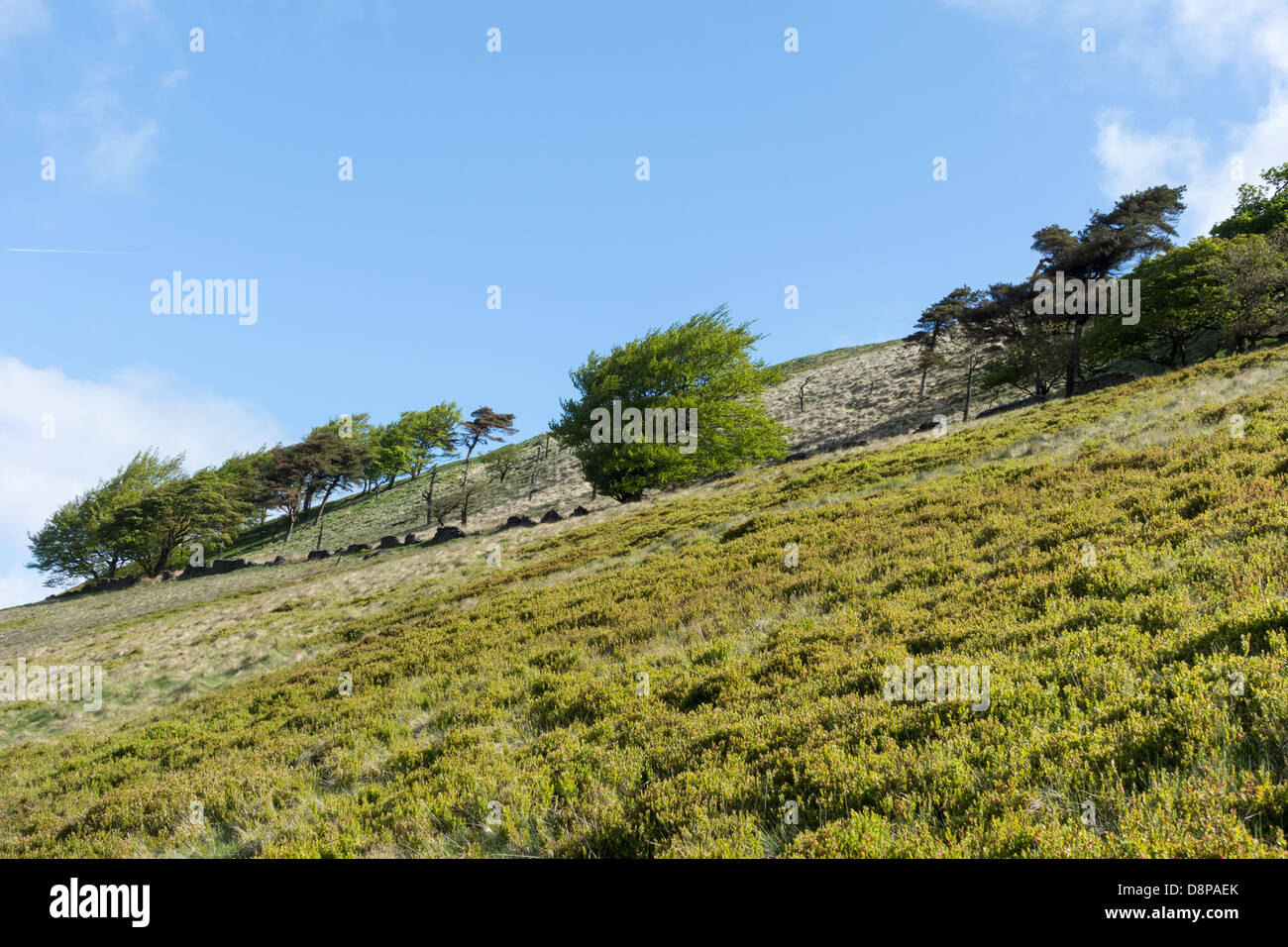 Windgepeitschten Bäumen entlang Foxlow Kante in das Goyt Tal Derbyshire Stockfoto