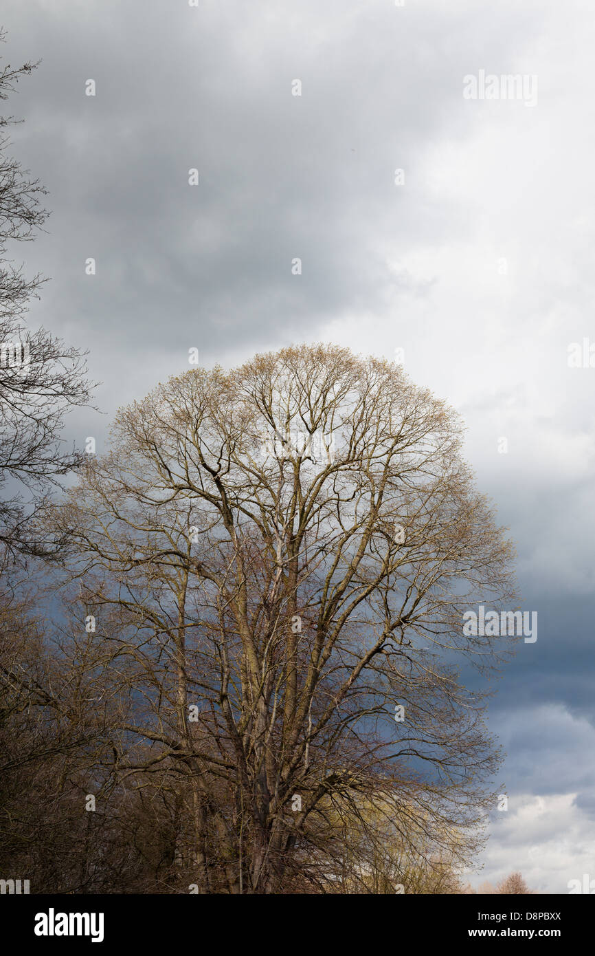 Frühling Bäume kommen in Blatt, Farbe gegen dramatischer Himmel Stockfoto