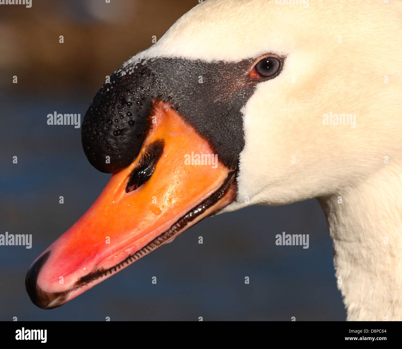 Ein Höckerschwan zeigen die Farben des Werbens. Stockfoto