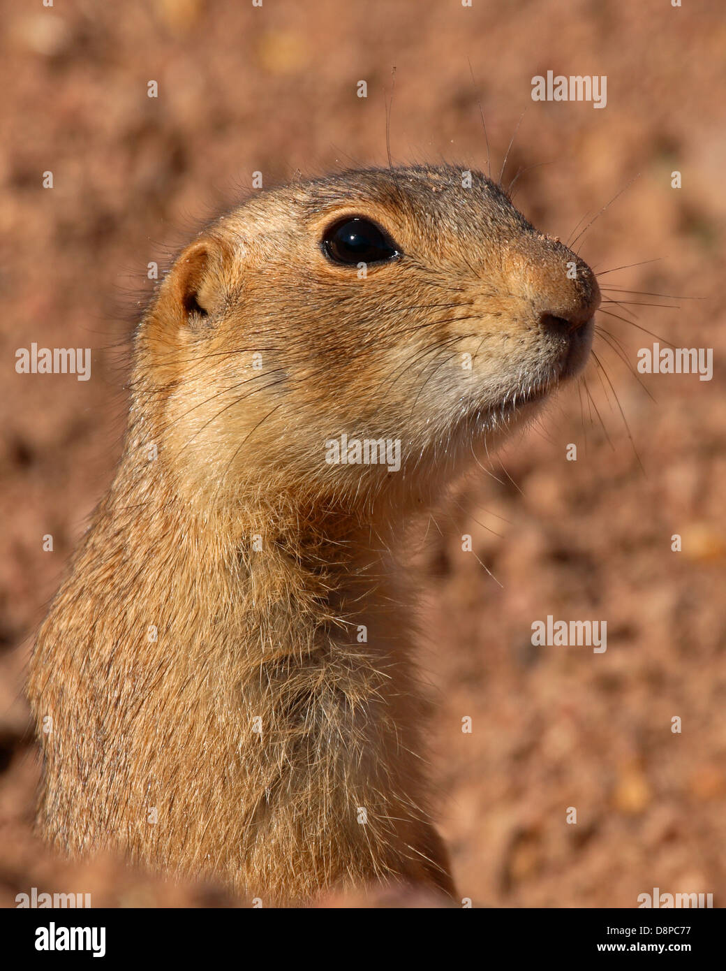 Ein Gunnison Präriehund Schnurrhaare und alle. Stockfoto