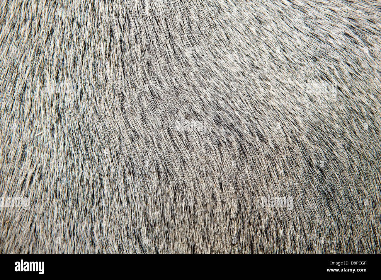 weißes Haar Nahaufnahme Makro Detail Textur Hintergrund Stier Stockfoto