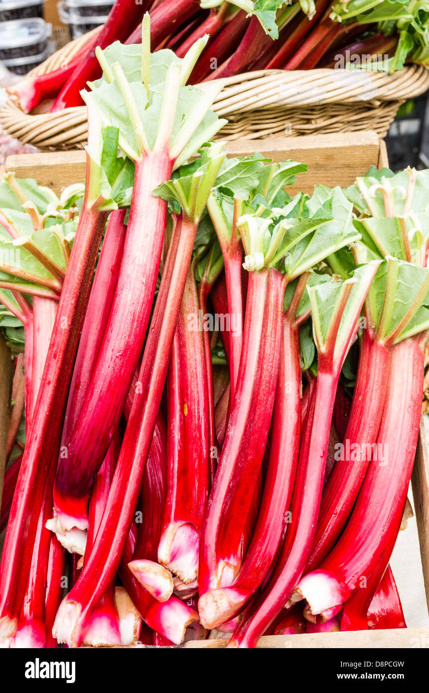 Roter Rhabarber Stängel auf dem Display auf dem Bauernmarkt Stockfoto