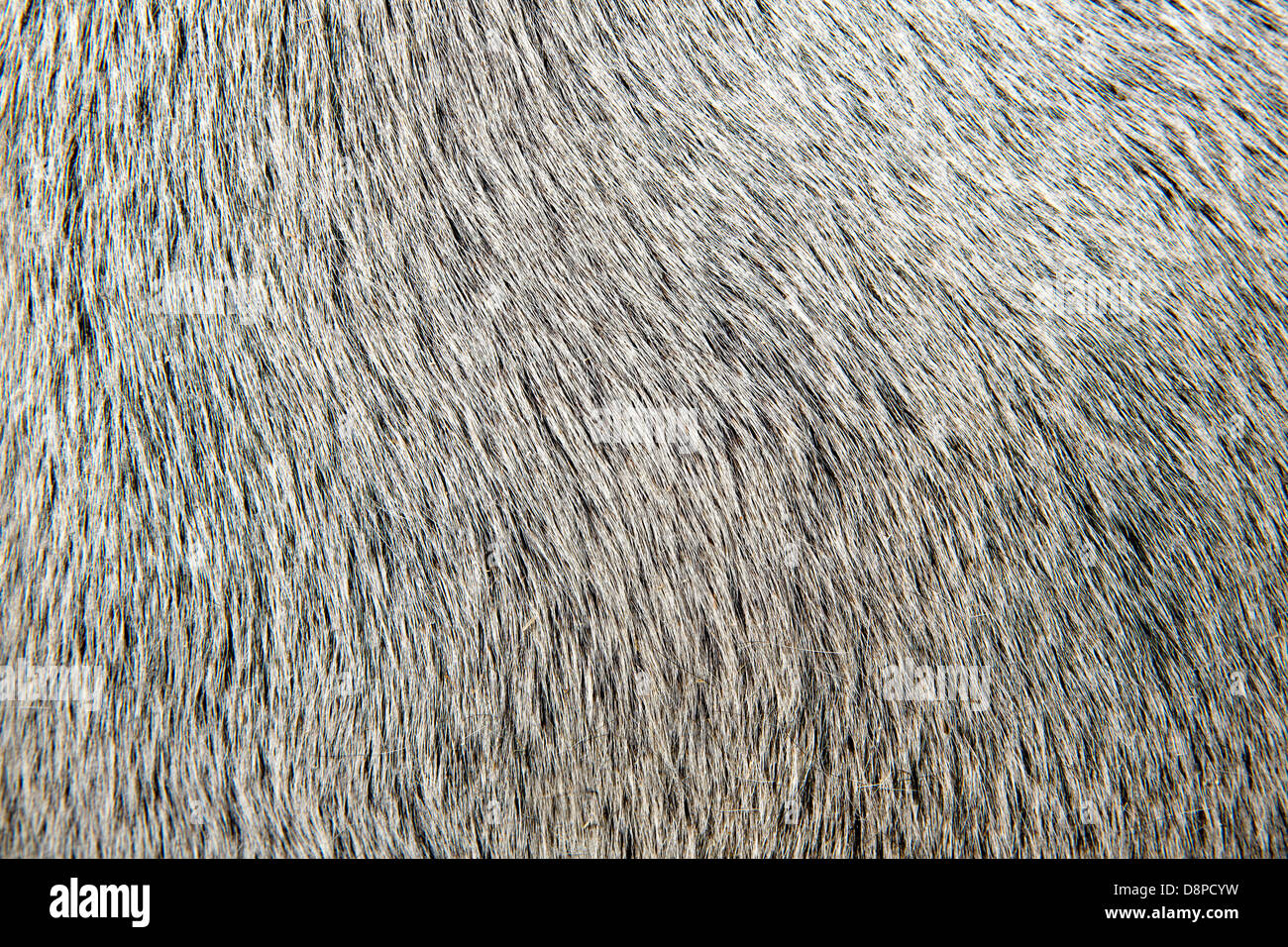 weißes Haar Nahaufnahme Makro Detail Textur Hintergrund Stier Stockfoto