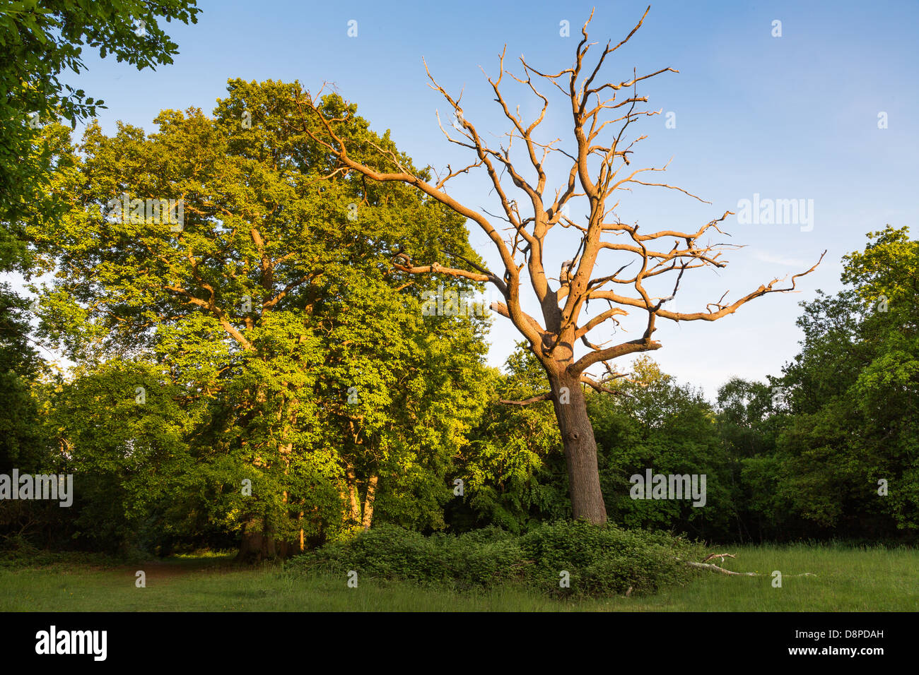 Leben und Tod, toter Baum gegen lebenden Baum im Sonnenlicht Abend Stockfoto