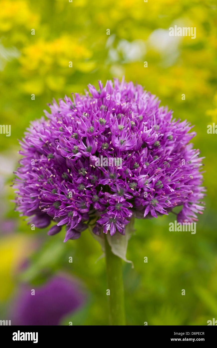 Allium 'Purple Sensation' in einem englischen Garten. Stockfoto