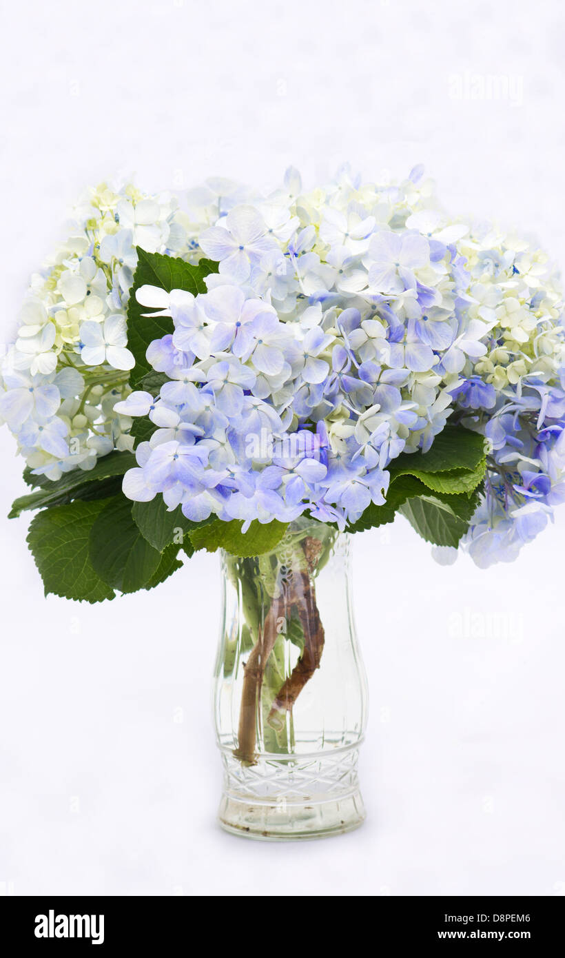 Blaue Hortensien in einer Vase auf weißem Hintergrund Stockfoto
