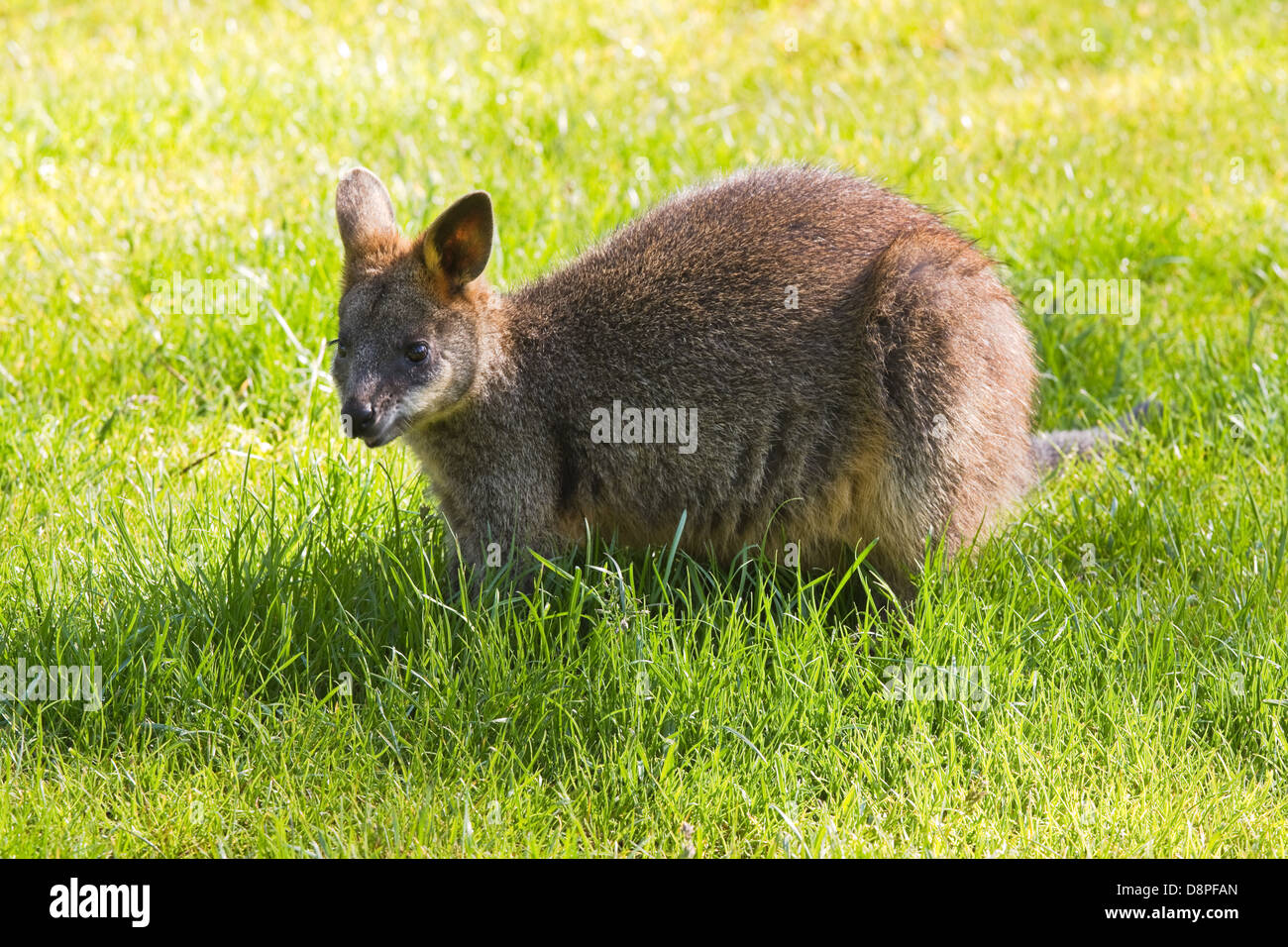 Cute Sumpf- oder schwarz Wallaby Essen grass Stockfoto