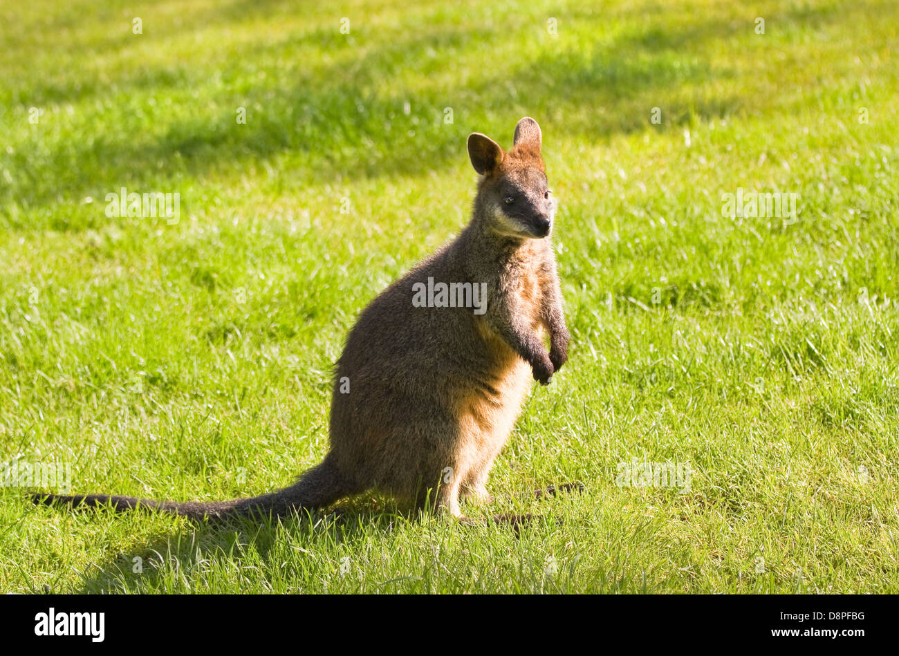 Sumpf- oder schwarz Wallaby stehend auf Grünland in der Morgensonne Stockfoto