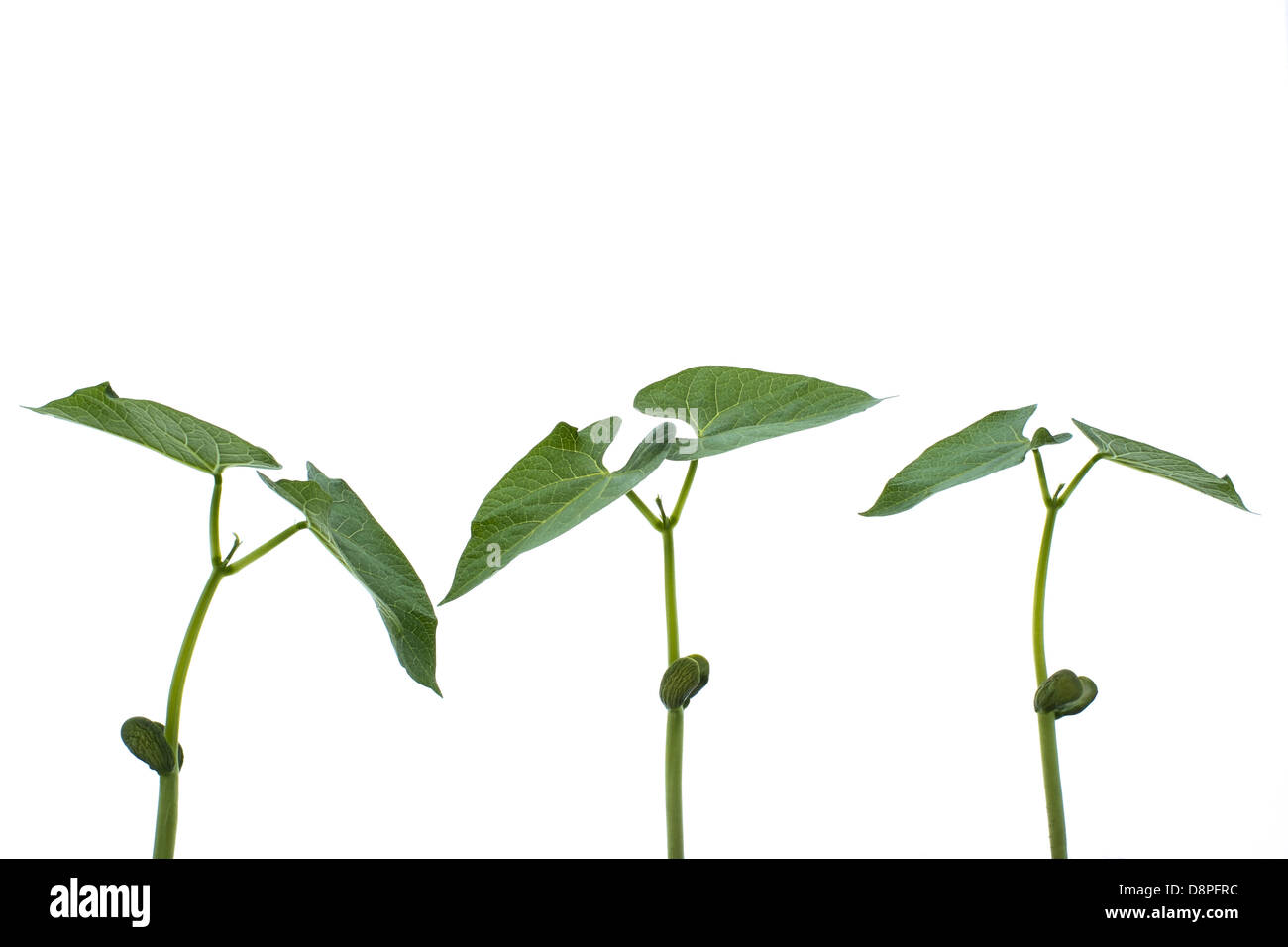 In der Nähe von 3 jungen Barlotti Bohnen Triebe oder Pflanzen auf einem weißen Hintergrund. Stockfoto