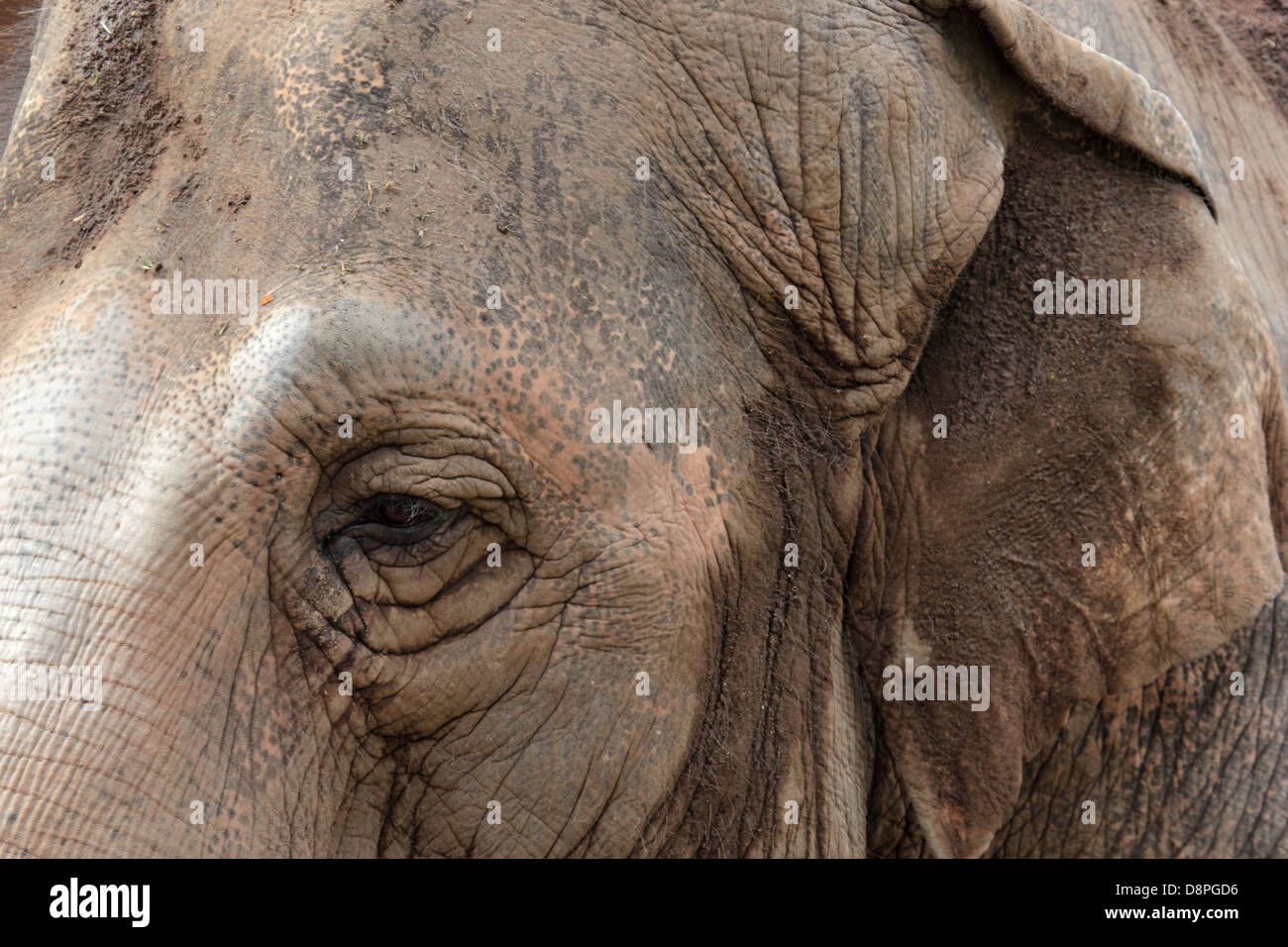 Nahaufnahme von Auge und Ohr eines asiatischen Elefanten, die faltige Haut ist von Schlamm bedeckt. Stockfoto