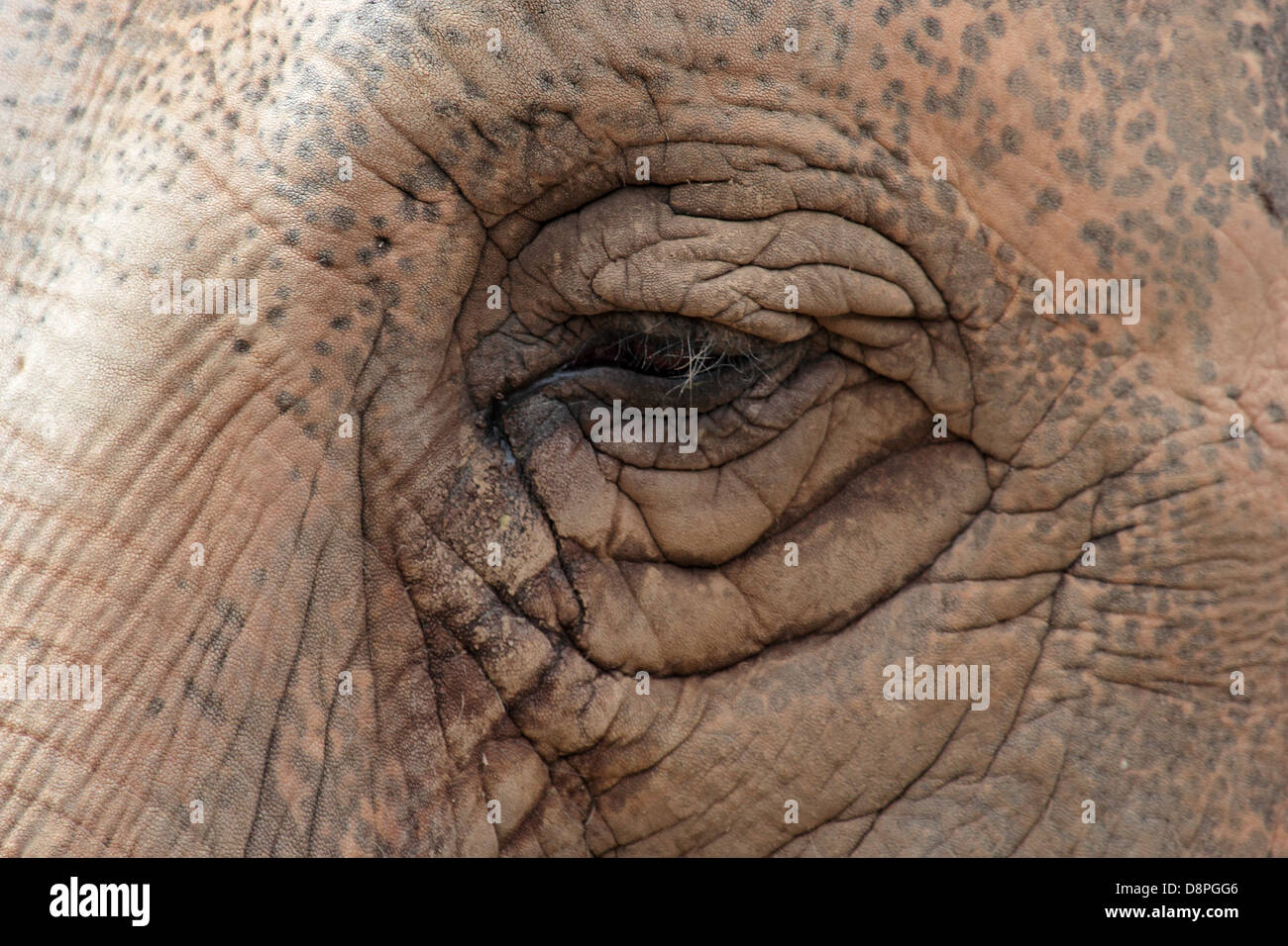 Nahaufnahme des Auges eines asiatischen Elefanten Stockfoto