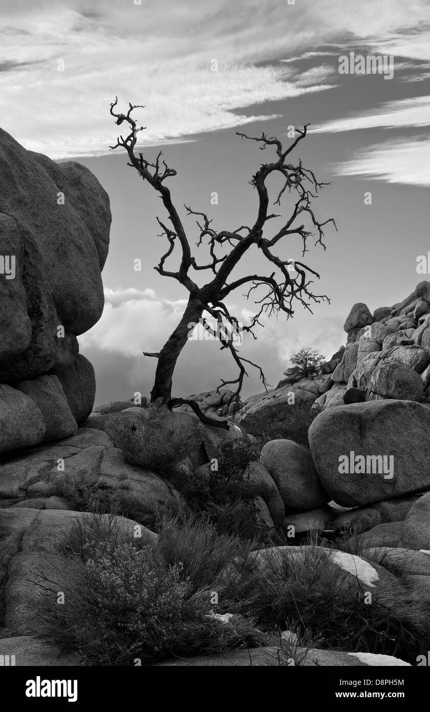 Knorrigen Haken in den Felsen am Joshua Tree NP, schwarz und weiß Stockfoto