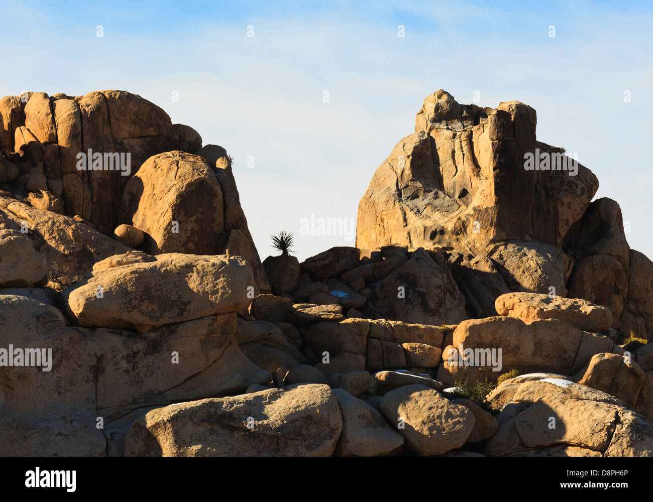 Einsamer Joshua Baum zwischen den Felsen Stockfoto