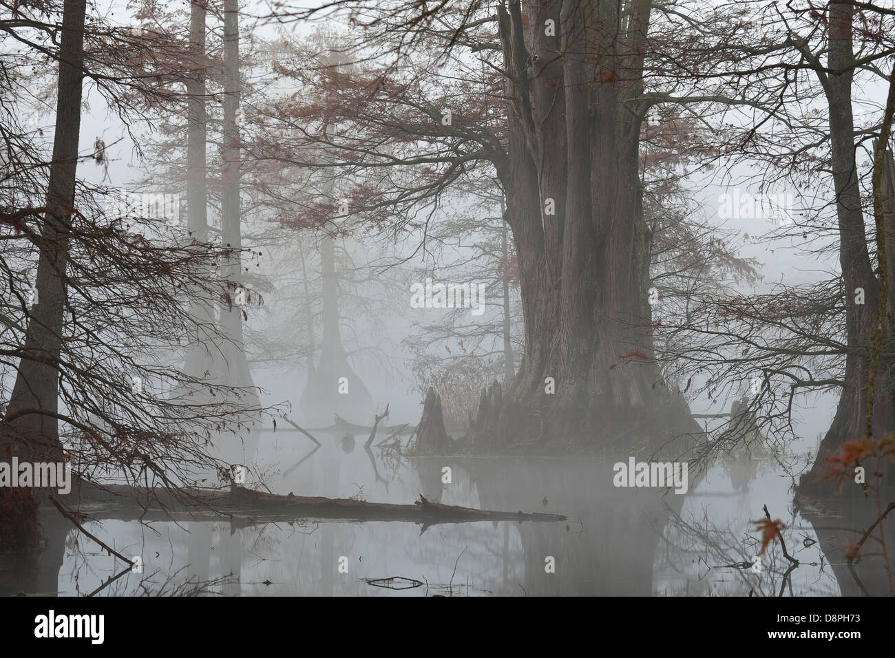 Zypresse-Sumpf im Nebel Stockfoto