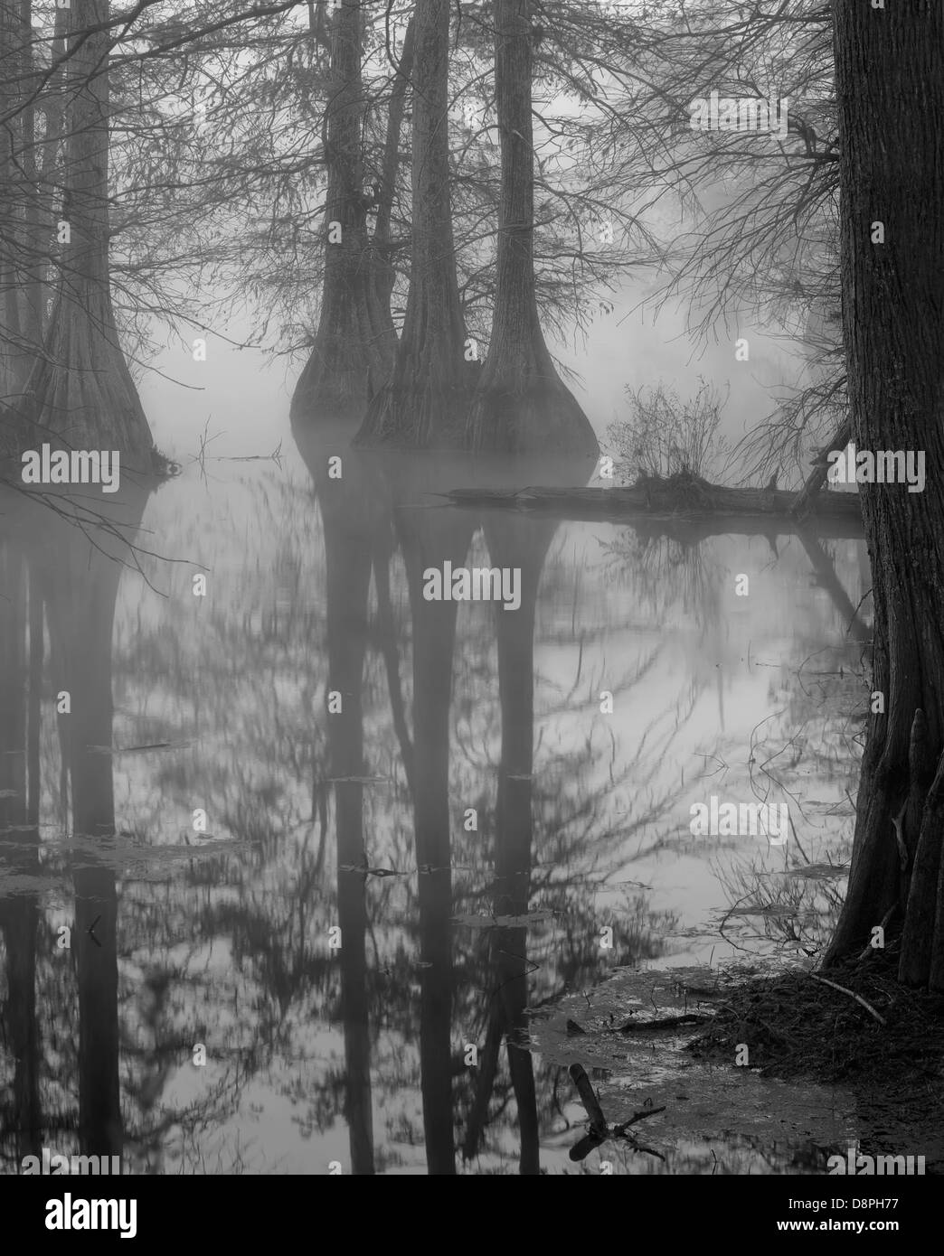 Zypresse-Sumpf im Nebel, schwarz / weiß Stockfoto