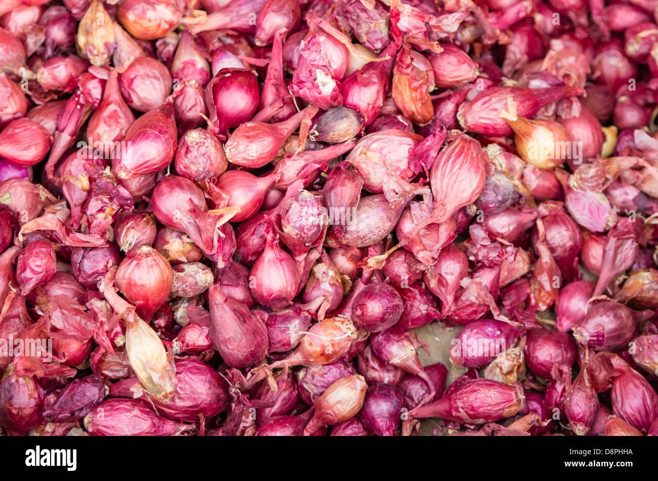 Roter Zwiebel setzt im Garten gepflanzt werden Stockfoto