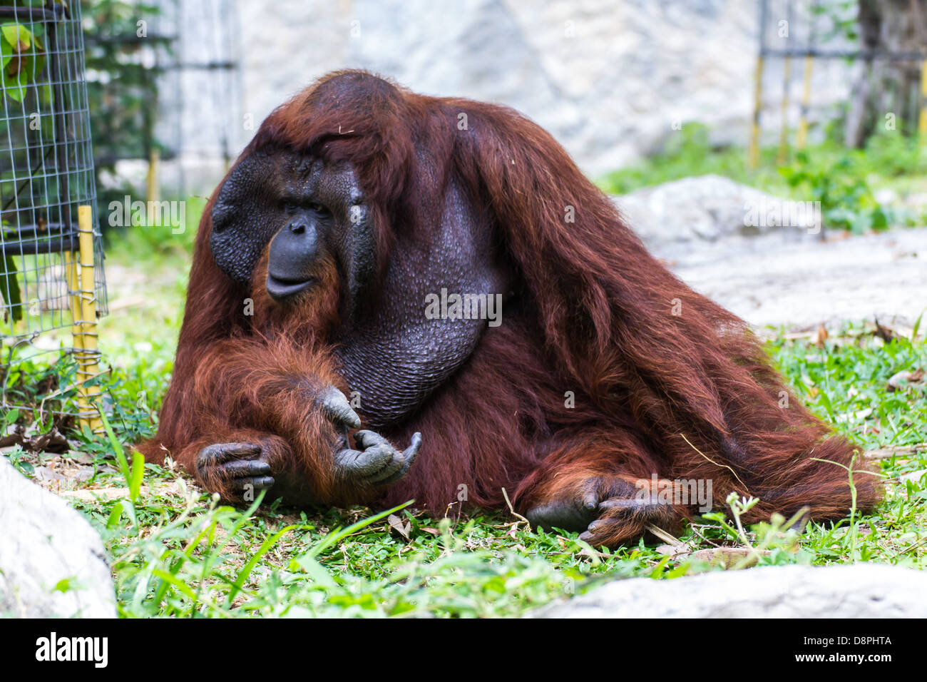 Das Männchen des Orang-Utans in Chiangmai Zoo, Thailand Stockfoto
