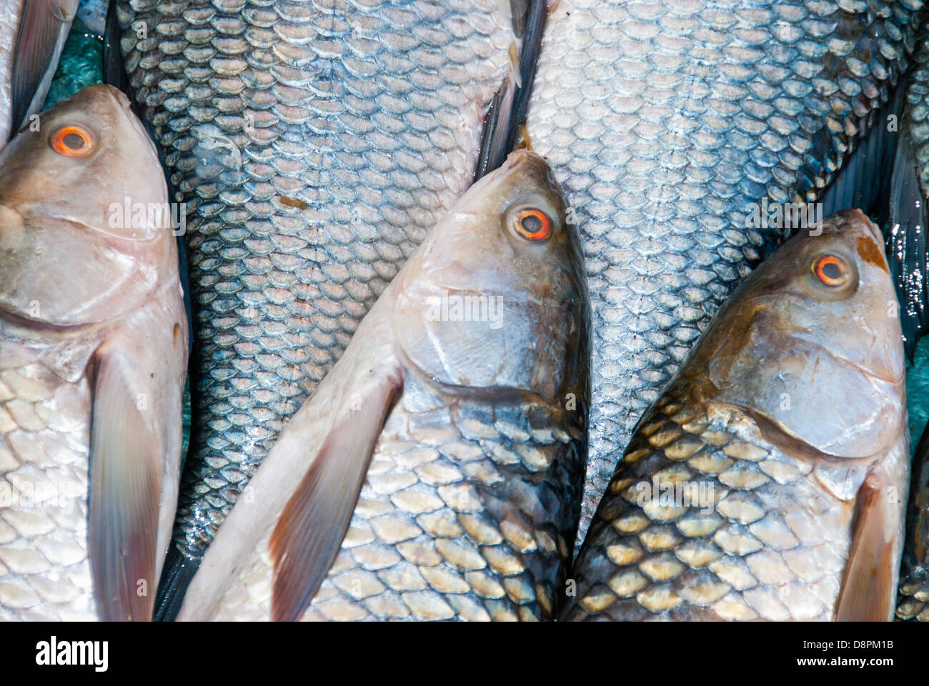 Fisch in einem Open-Air-Markt in Mokka Dorf, Madya Pradesh, India Stockfoto