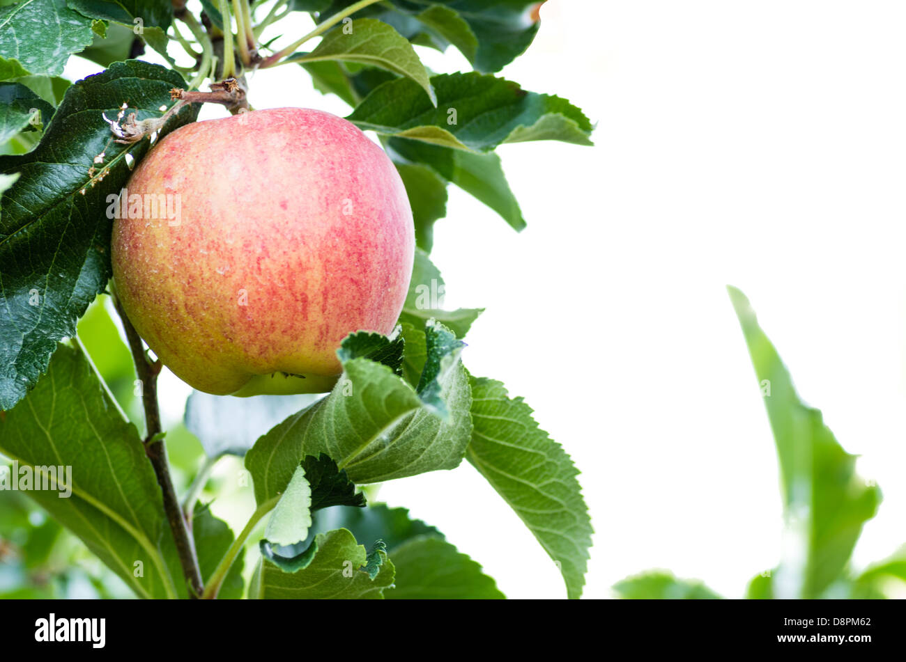 Einzigen Gala Apfel mit einem weißen Hintergrund Stockfoto