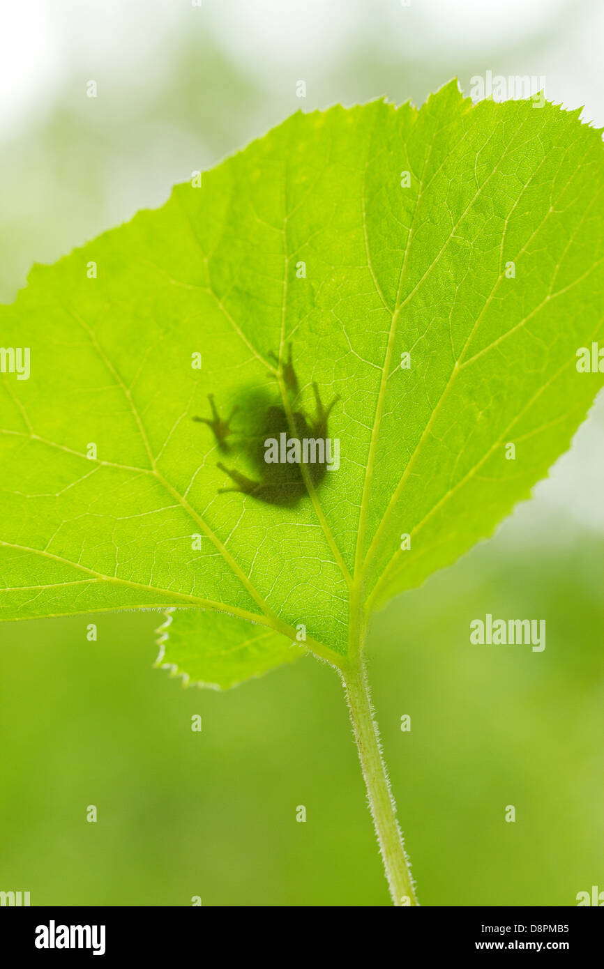 Frosch auf einem Blatt Stockfoto