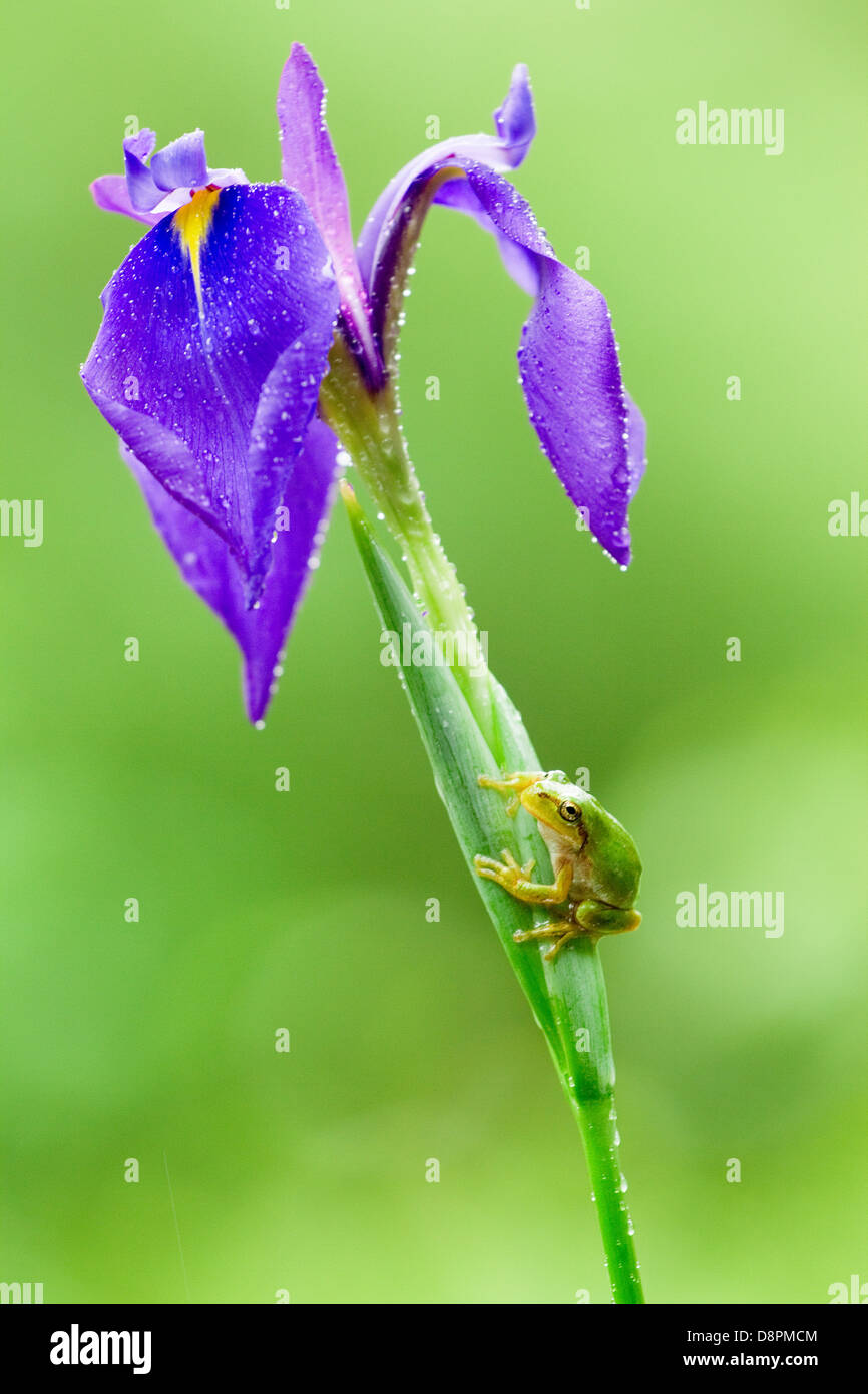 Frosch auf einer Blume Stockfoto