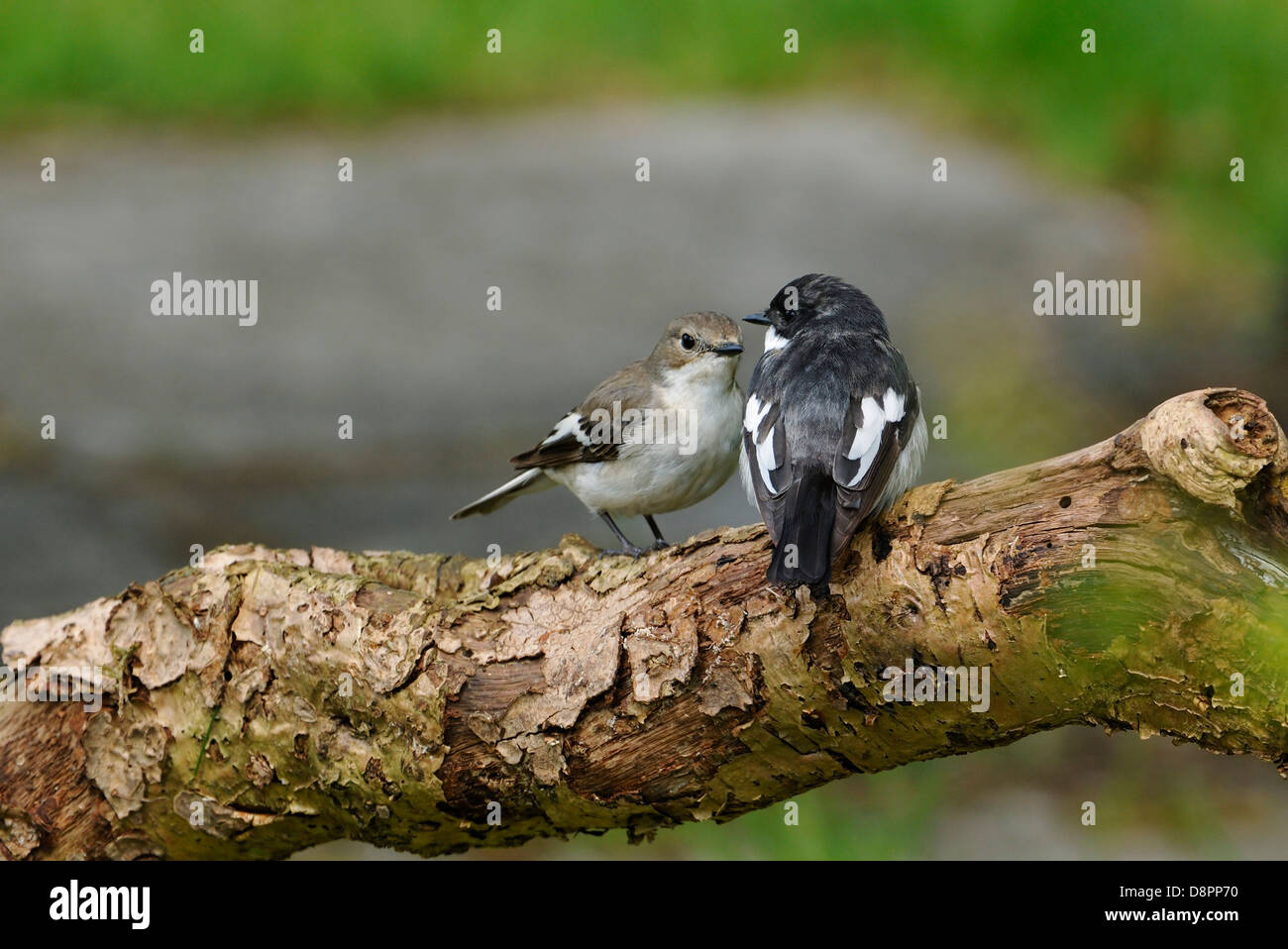 Pied Flycatcher paar - Ficedula hypoleuca Stockfoto