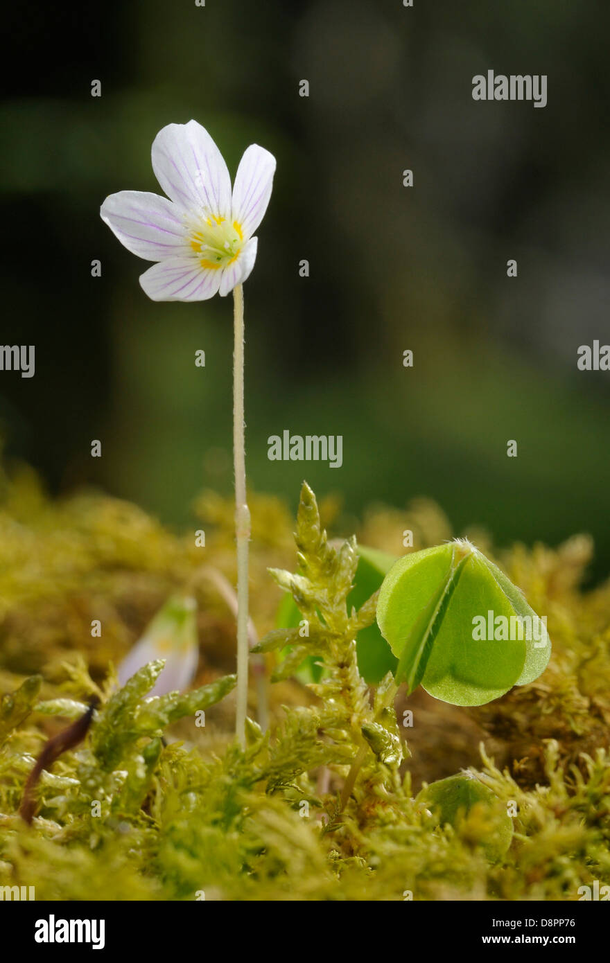 Sauerklee - Oxalis Acetosella Blume und Blatt in Moos dunklen Wald Hintergrund Stockfoto