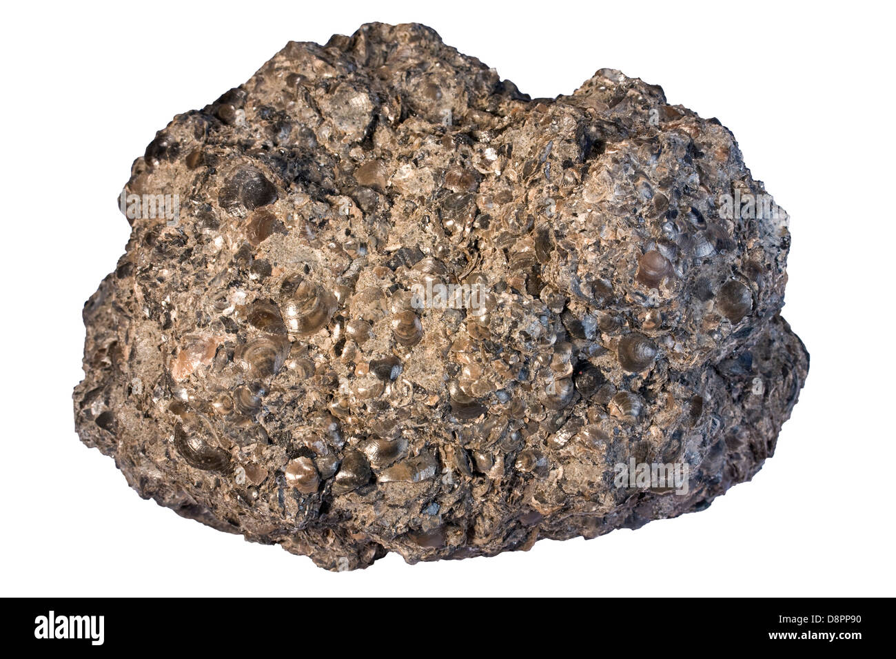Sedimentäre fossilführenden phosphorite Stockfoto