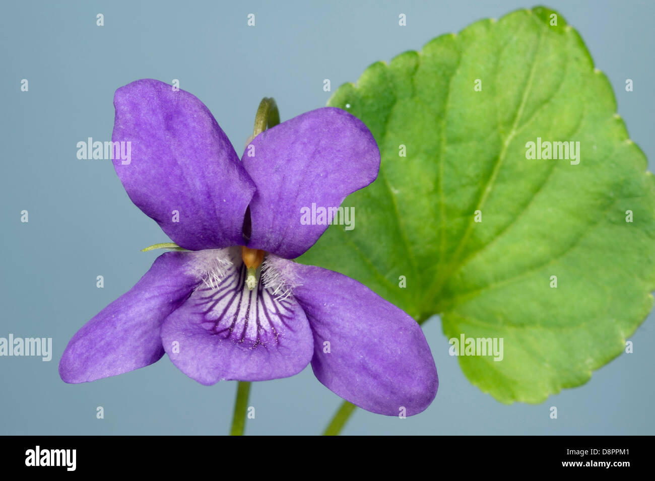 Frühe Hund Violet, Viola Reichenbachiana, Blume und Blatt Stockfoto