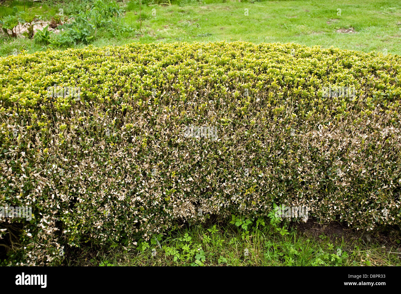 Box Blight, cylindrocladiumn buxicola, Schäden an buxus sempervirens parterre Hedge Stockfoto