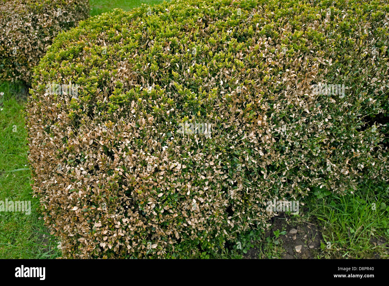 Box Blight, cylindrocladiumn buxicola, Schäden an buxus sempervirens parterre Hedge Stockfoto