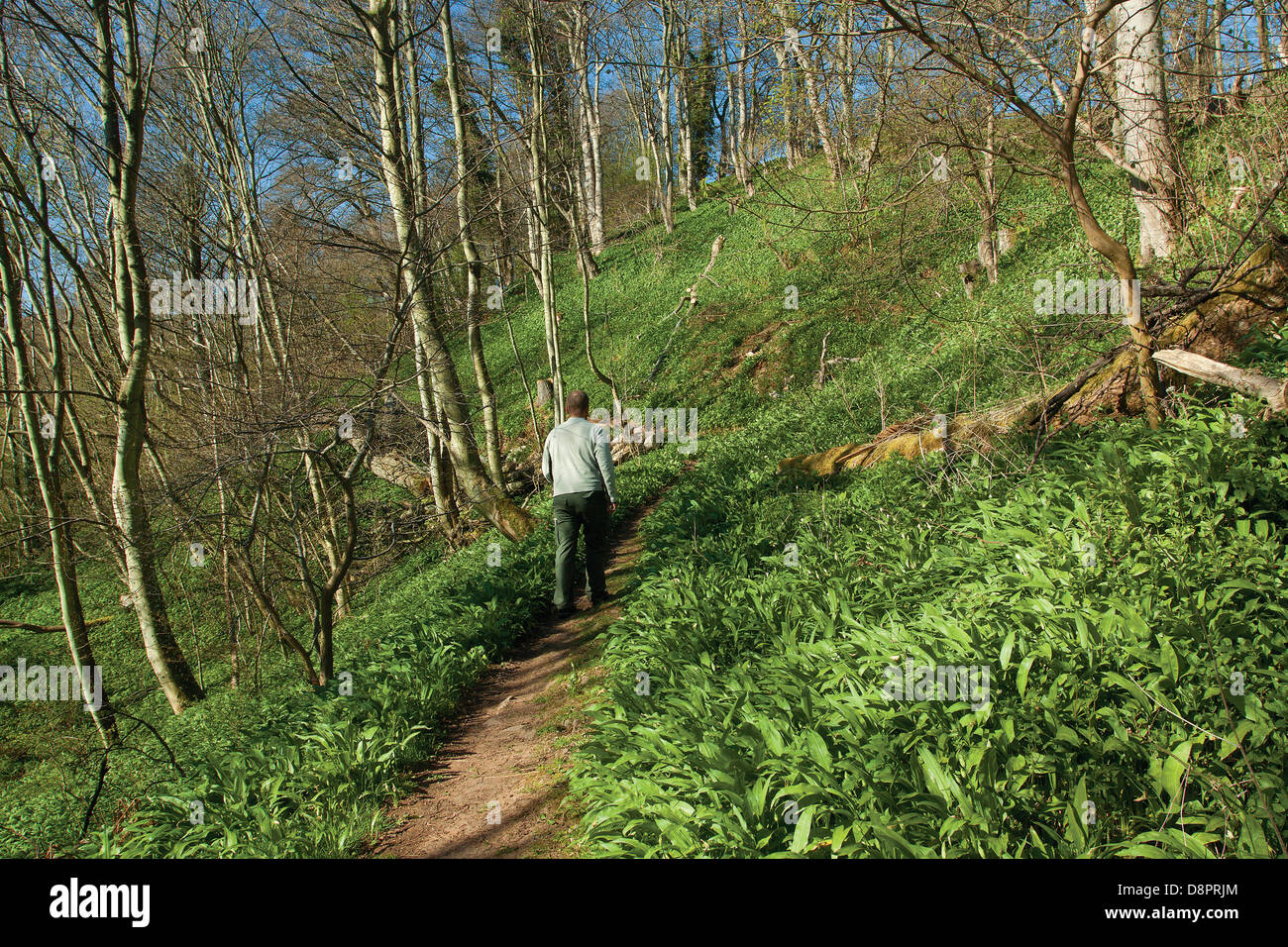 Pease Dean Naturschutzgebiet, Pease Bay, Scottish Borders Stockfoto