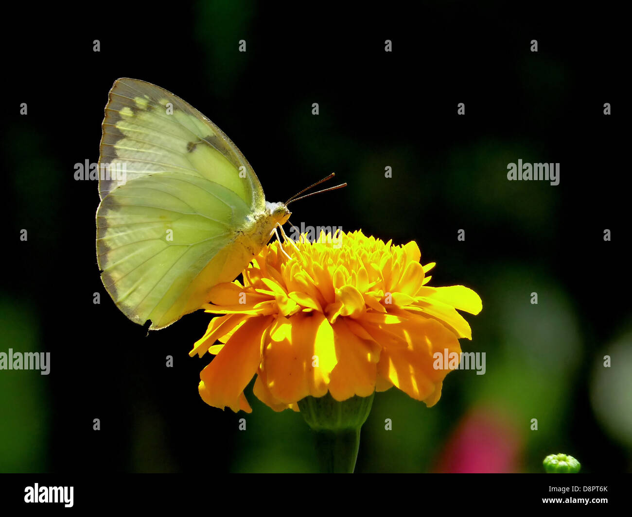 Schmetterling, Insekt, Natur, draußen, Makro, Nahaufnahme, Sommer, Frühling, schön, Catopsilia pomona Stockfoto