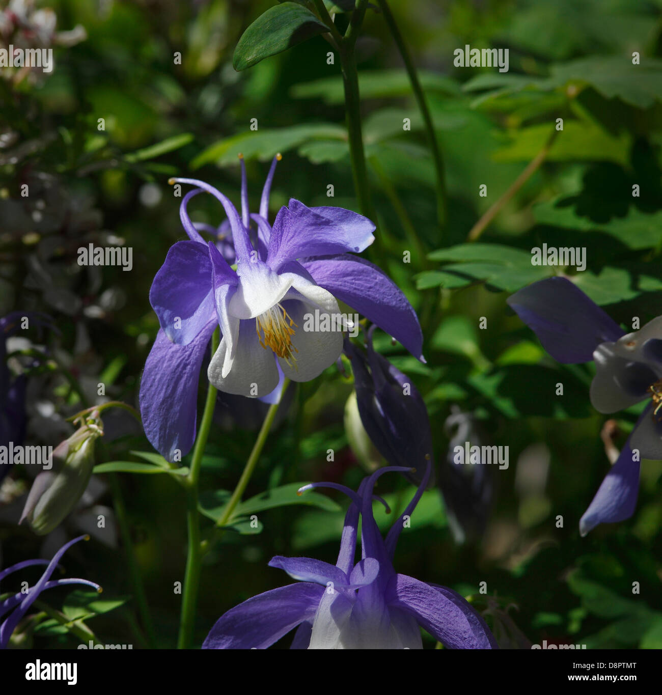 blaue Akelei Blumen im Garten siehe auch FXT1T9 Stockfoto