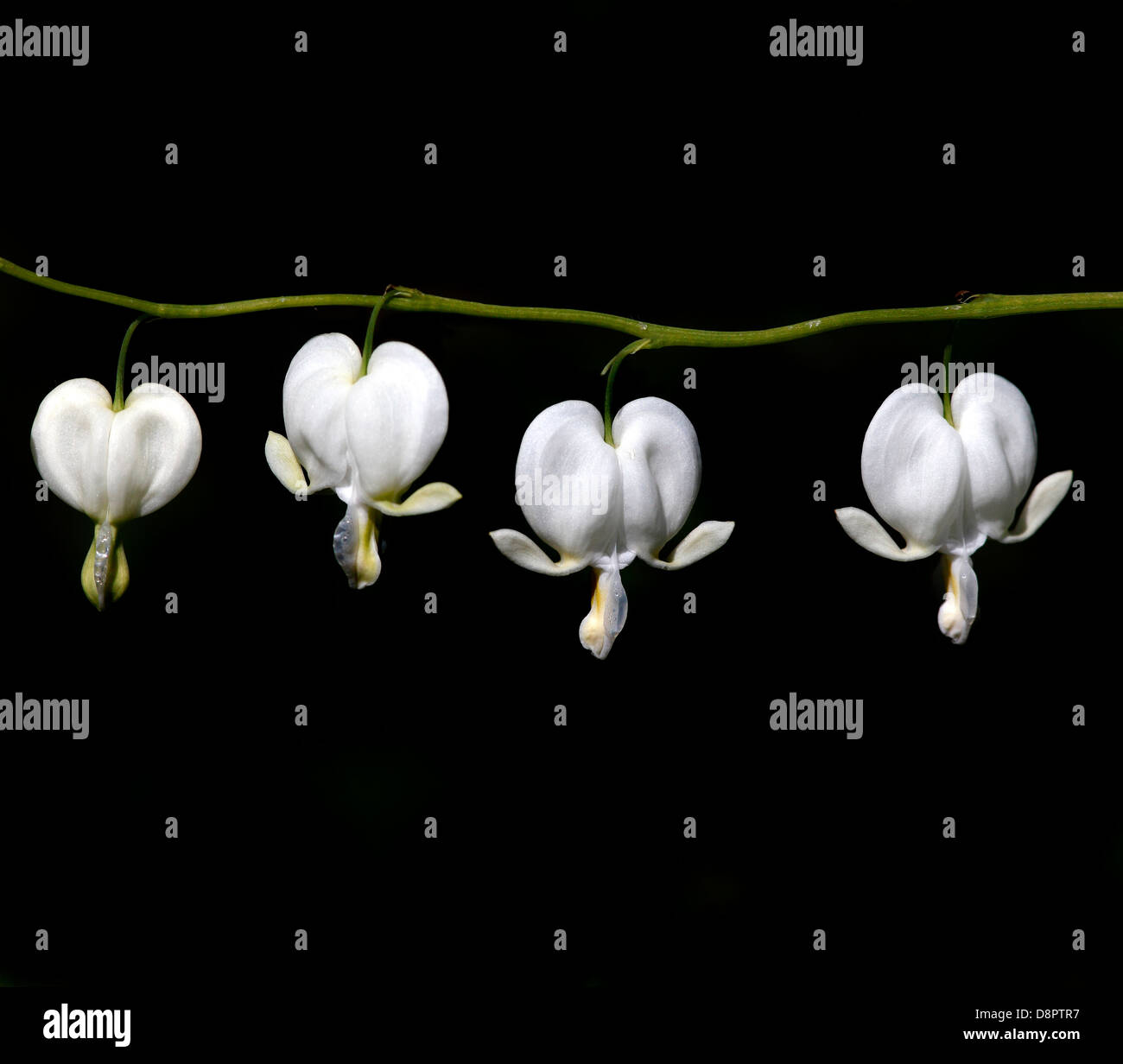 Tränendes Herz Blumen in weiß auf schwarzem Hintergrund Stockfoto