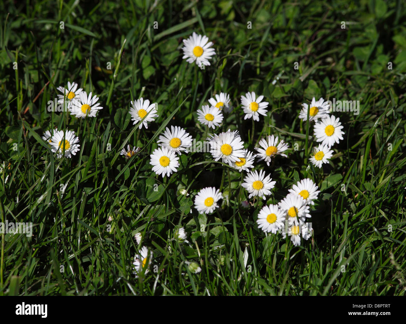 Daisy mehrjährige Wildblumen Stockfoto