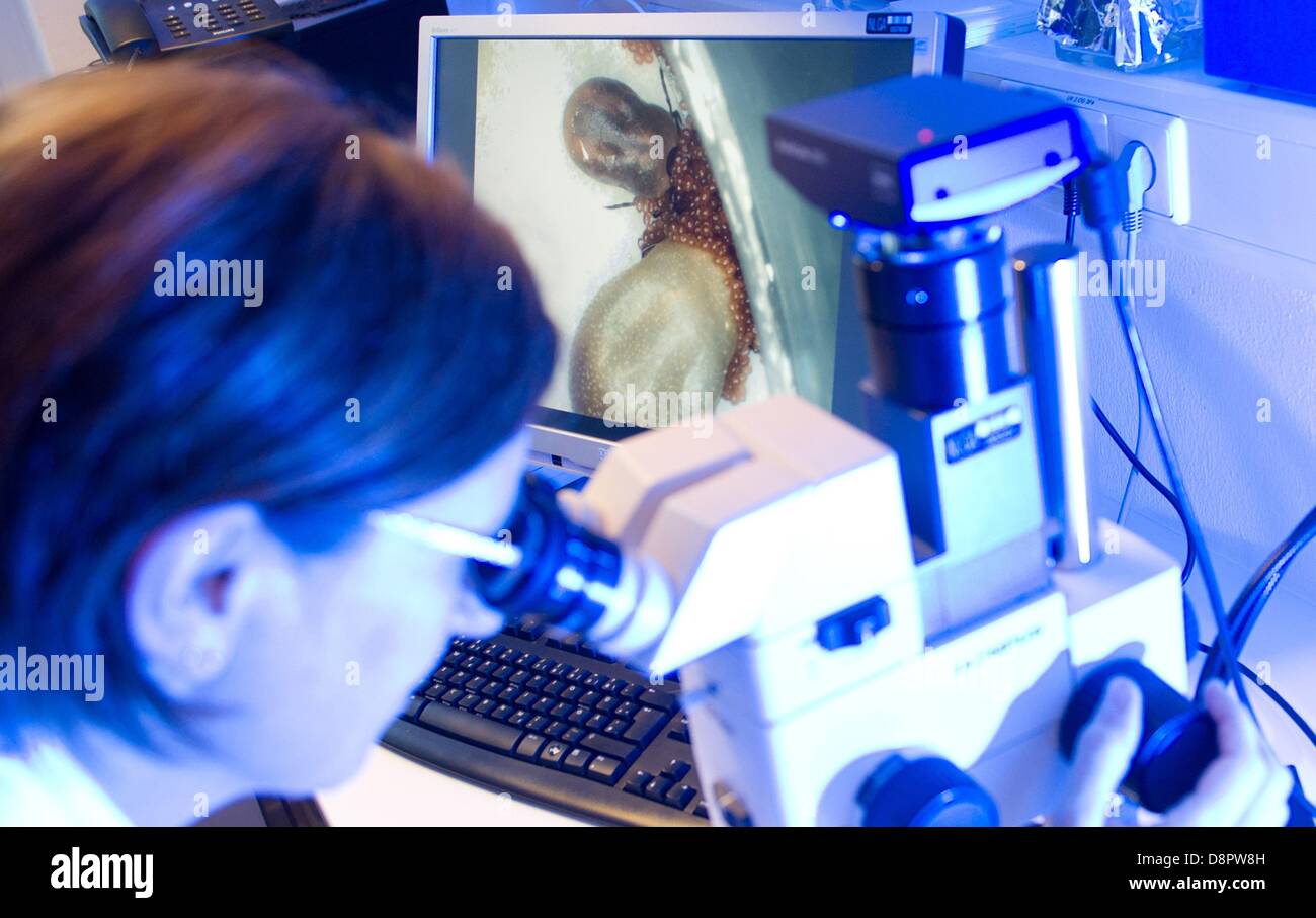 Medizinische_parasitologie Fotos und Bildmaterial in hoher Auflösung