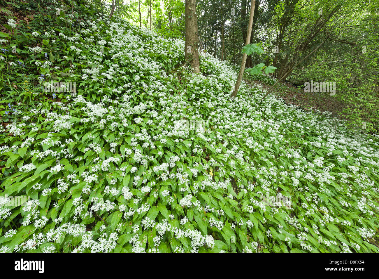 Massen von Bärlauch-Pflanzen in voller Blüte Blüte unter Blätterdach bald zu blockieren, die Licht auf Waldboden Stockfoto