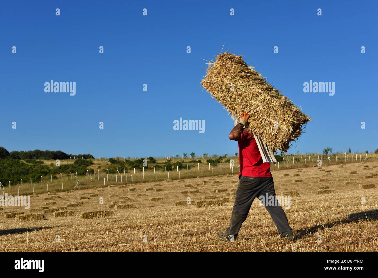 Menschen, die mit Stroh auf dem Rücken Stockfoto