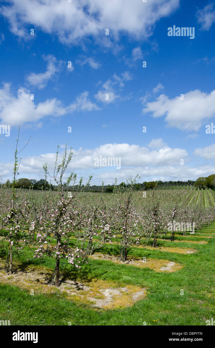 Eine Apfelplantage in Kent im Frühjahr Stockfoto