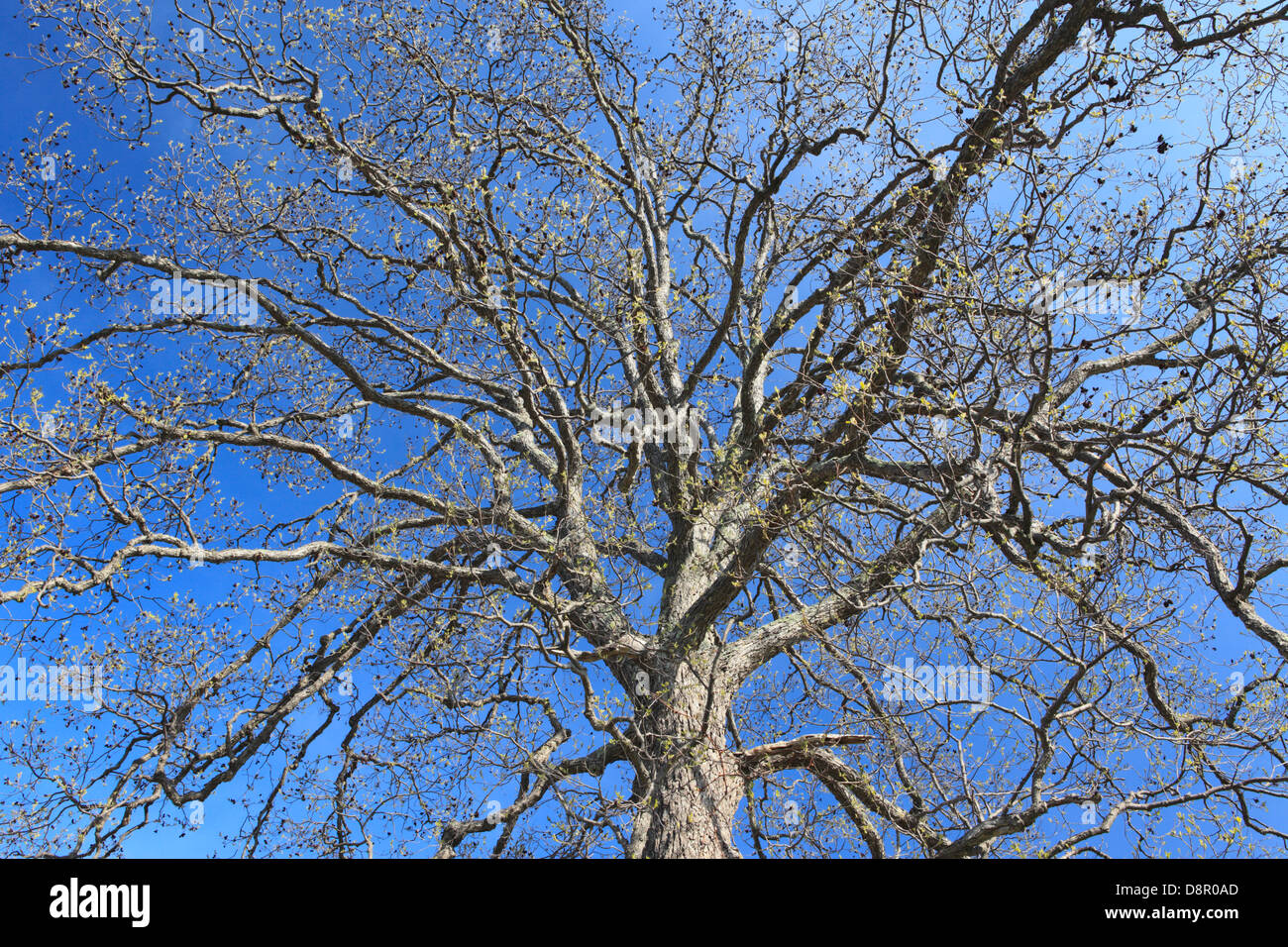 Schwarz-Erle Baum, Hokkaido Stockfoto