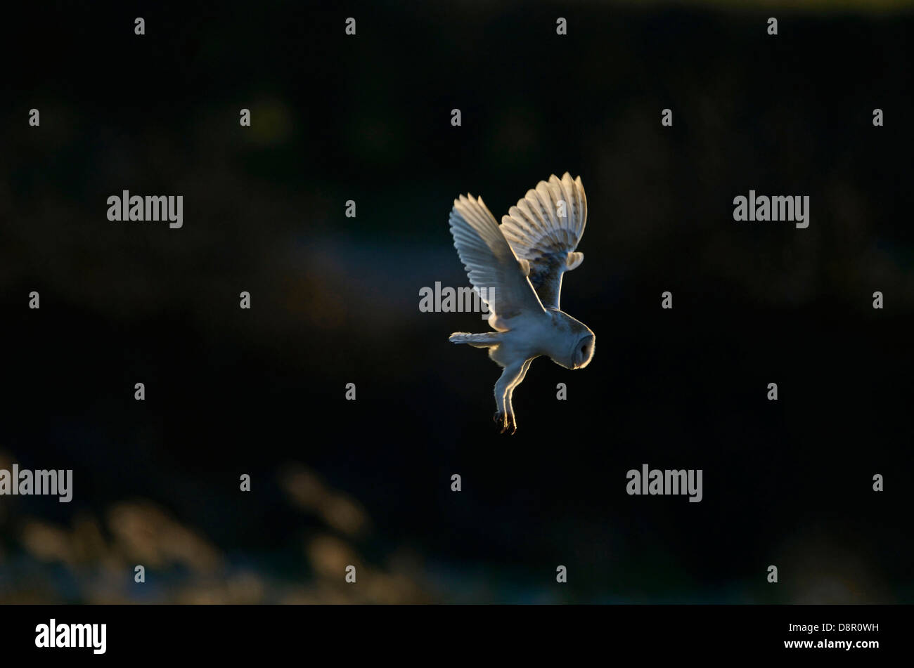 Schleiereule Tyto Alba über Weiden Marsh North Norfolk Winter Jagd Stockfoto