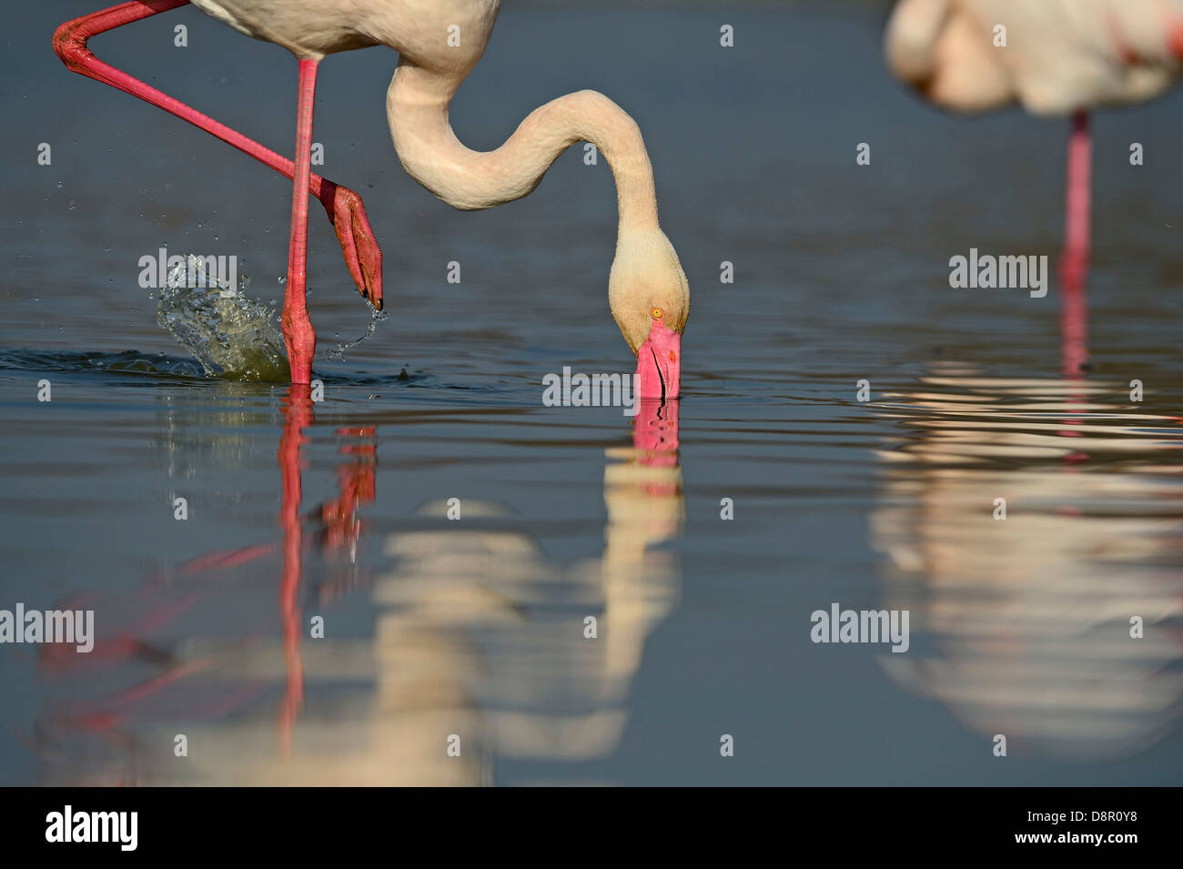 Größere Flamingo Phoenicopterus Roseus ernähren sich von Algen Camargue-Frankreich Stockfoto
