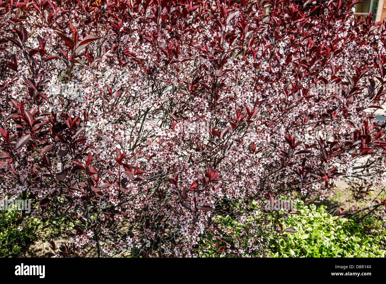 Zierapfel-Baum (Gattung Malus) im Frühjahr in voller Blüte mit blühenden Blüten in Ontario; Kanada; Nord-Amerika Stockfoto